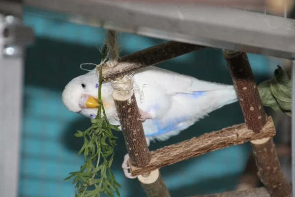 Wellensittich-Bild: Berti liebt es zu knuspern und zu turnen.