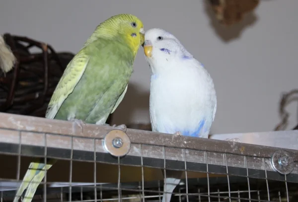 Wellensittich-Bild: Auch wenn wir kleine Teufel sind können wir so lieb gucken! 