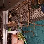 Zahm im Schwarm! ;-)