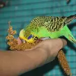 Bubi futtert Hirse