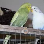 Wir haben uns lieb! Berti & Bitchi
