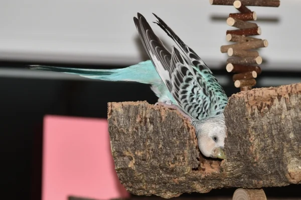 Wellensittich-Bild: Immer fleissig am Arbeiten das liebe Emma-Bienchen.