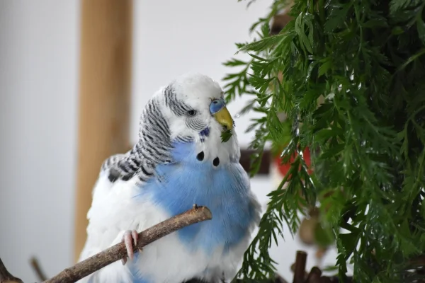 Wellensittich-Bild: Karl lässt sich nach ausgiebigem Bad das Grün schmecken.