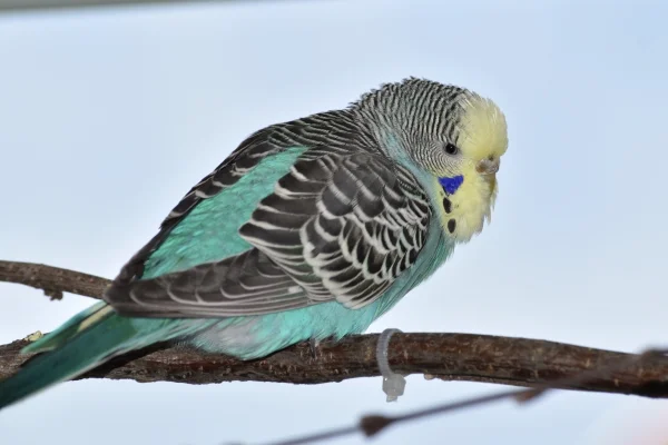 Wellensittich-Bild: Dort kann man so schön die Wildvögel beobachten. Sie sitzt hier stundenlang und schaut aus dem Fenster.