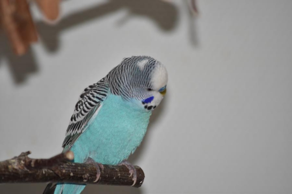 Benno