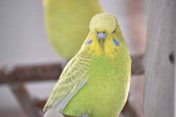 Wellensittich-Bild: Marli auf dem Vogelbaum