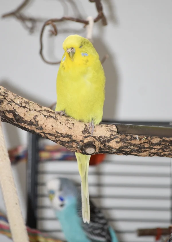 Wellensittich-Bild: Tweety in voller Schönheit.
