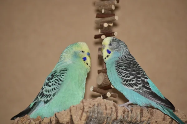 Wellensittich-Bild: Farblich auch ein tolles Pärchen, gell. ;)