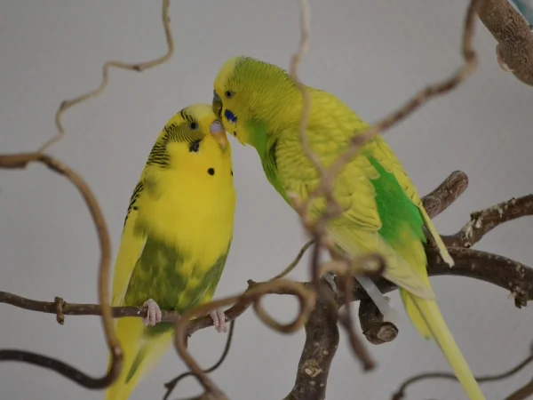 Wellensittich-Bild: Dämon hat immer sehr ausgiebig das Köpfchen von Sunny gekrault. Sunny ist ein totaler Genießer. Leider ist er immer ziemlich faul und schnell fertig mit kraulen.