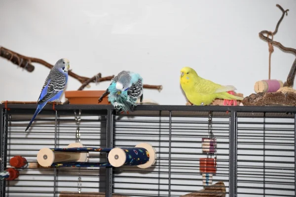 Wellensittich-Bild: Jerry, typisch Henne, schaut als erstes bei den zwei Neuen vorbei. 