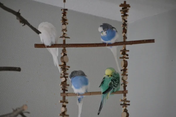 Wellensittich-Bild: Alle vier beim Schläfchen machen.