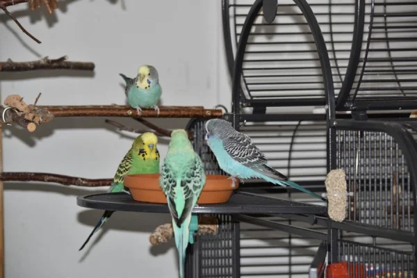 Wellensittich-Bild: Fipsy auf der Leiter, Hansi und Niko mit dem Neuen: Benno.