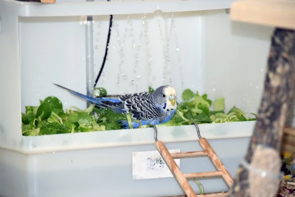 Wellensittich-Bild: Das verrückte Huhn ist immer wie wild am Duschen.