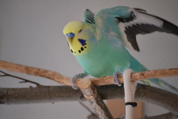 Wellensittich-Bild: Flieg ich oder flieg ich nicht??
