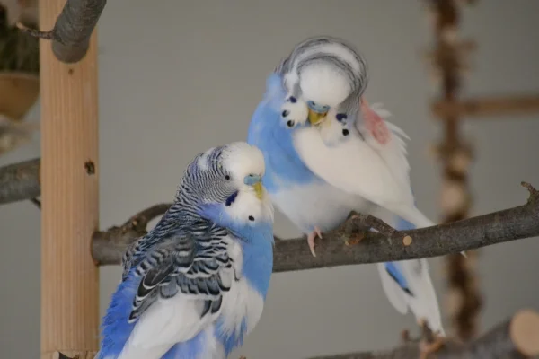 Wellensittich-Bild: Kleiner quatscht Karl zu.