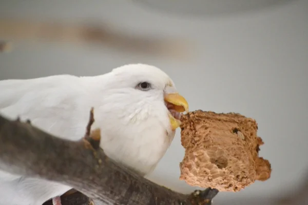 Wellensittich-Bild: Das Korkstückchen hatte nichts zu lachen. Es wurde von Snow mit vollem Elan vernichtet.