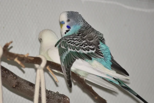 Wellensittich-Bild: Nur gut, dass Fremdgehen bei Wellis kein Grund ist sich zu trennen. :-)