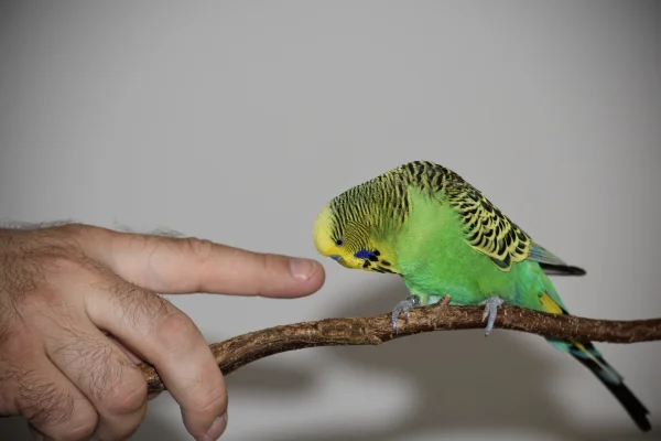 Wellensittich-Bild: Hansi ganz neugierig und interessiert an den Fingern, die seinen Ast halten.