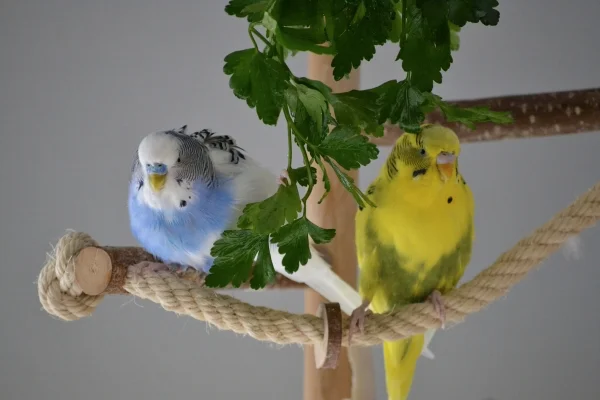 Wellensittich-Bild: Kleiner schüttelt sich und sieht kugelrund aus.