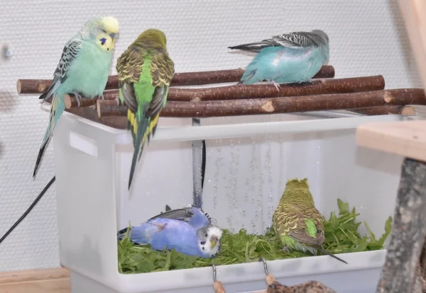 Wellensittich-Bild: Eindeutig zu klein die Dusche, vor allem wenn Jerry sich so breit macht.
