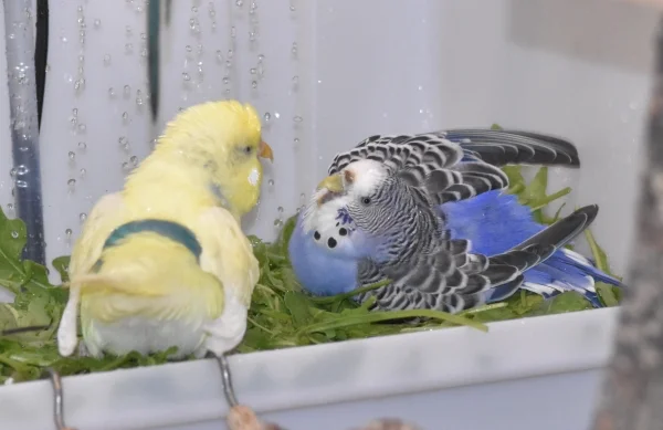 Wellensittich-Bild: Sheldon und Jerry kommen sich zu nahe.