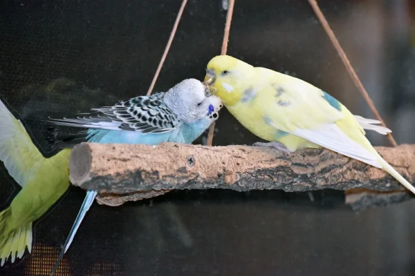 Wellensittich-Bild: Sheldon putzt das mausergebeutelte Köpfchen von Emma.