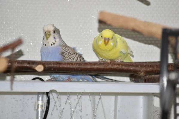 Wellensittich-Bild: Luna und Sheldon waren Duschen.