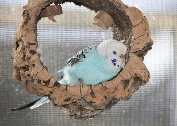 Wellensittich-Bild: Hier kann man sich prima reinkuscheln. Aber nur solange der Kork nicht geschreddert wurde.
