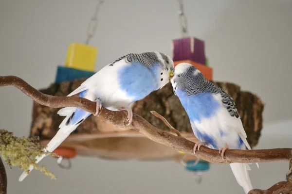 Wellensittich-Bild: Karl und Kleiner geben sich Küsschen.