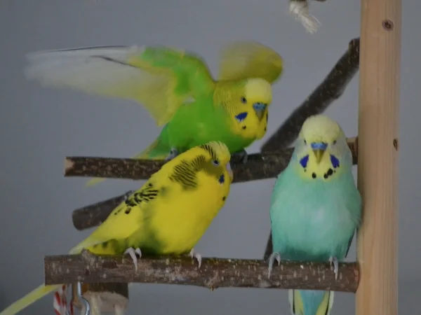 Wellensittich-Bild: Sunny und Niko schnäbeln ab und an. Da aber Sunny und Dämon verpaart sind, gefällt Dämon das gar nicht. Es ging dann soweit, dass er mit den Flügeln wie wild nach ihnen geschlagen hat. Meist gab es danach noch eine wilde Verfolgungsjagd. Aber Dämon hat immer sehr deutlich gemacht: Sunny ist meiner!