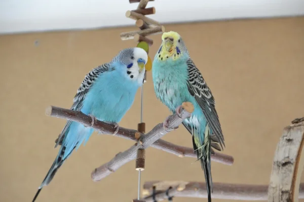 Wellensittich-Bild: Fipsy hat ausgiebigst gebadet und Benno findet es toll.