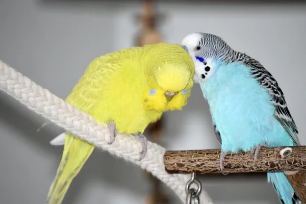 Wellensittich-Bild: ... und Tweety genießt das so richtig. 