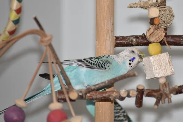 Wellensittich-Bild: Ahh, Balsaholz ist auch klasse zum Schreddern. :)