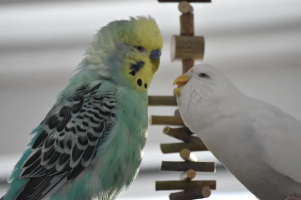 Wellensittich-Bild: Snow bettelt bei Niko