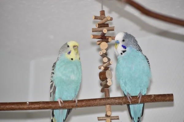 Wellensittich-Bild: Fipsy und Benno. Benno hat sich schwer ins Zeug gelegt und Fipsy angebalzt.