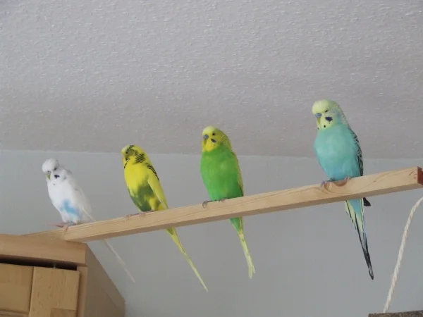 Wellensittich-Bild: Silvester, Sunny, Dämon und Niko