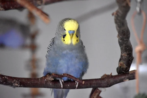 Wellensittich-Bild: Merry sitzt schon ganz entspannt im Wellibaum.