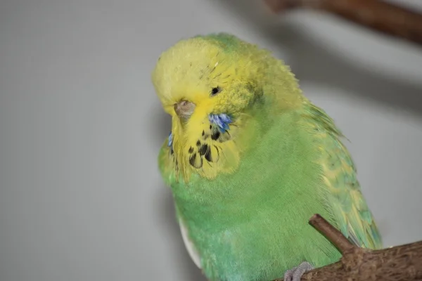 Wellensittich-Bild: Cleo überragt alle