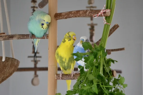 Wellensittich-Bild: Sunny will unbedingt an Kleiner vorbei und in der Petersilie baden.