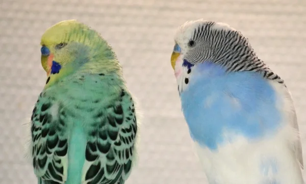 Wellensittich-Bild: Niko mit halb geschlossenem Auge und Karl gibt sich Mühe ihn zu beeindrucken.