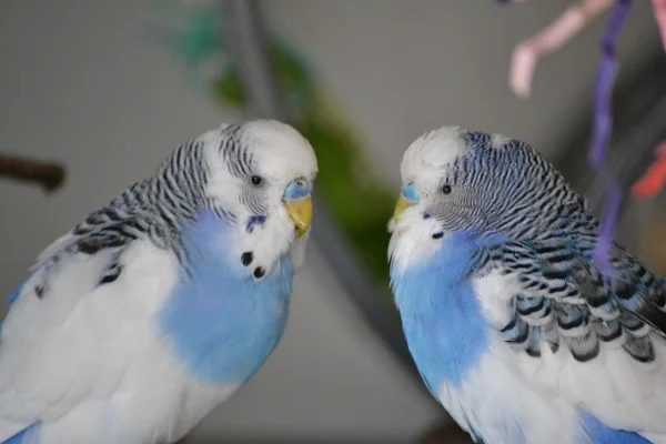 Wellensittich-Bild: Karl und Kleiner. Auf dem Bild sieht man gut die Unterschiede. Karls weiße Flügel, im Gegensatz zu Kleiner mit Wellenmuster. Karls weißer Kopffleck ist viel größer, er geht bis zu den Wangen.