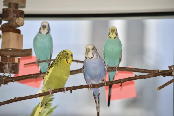 Wellensittich-Bild: Kloppo und Luna werden im Hintergrund von Benno und Fipsy flankiert.