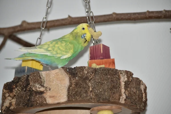 Wellensittich-Bild: Cleo ist darin Meisterin und bei jeder Nudel wird hinterher geschaut.