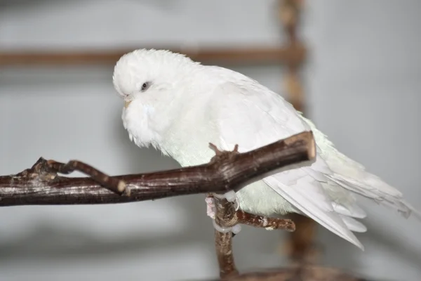 Wellensittich-Bild: Bärtchen nach vorne geschoben, alle Federn aufgestellt und los kann es gehen mit dem Gesang.