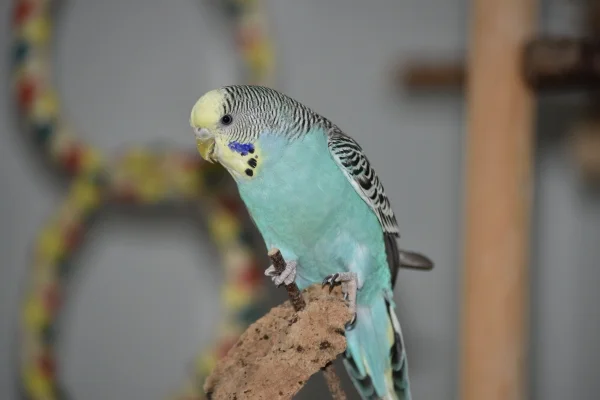 Wellensittich-Bild: Fipsy balanciert auf dem wackeligen Korkstück.