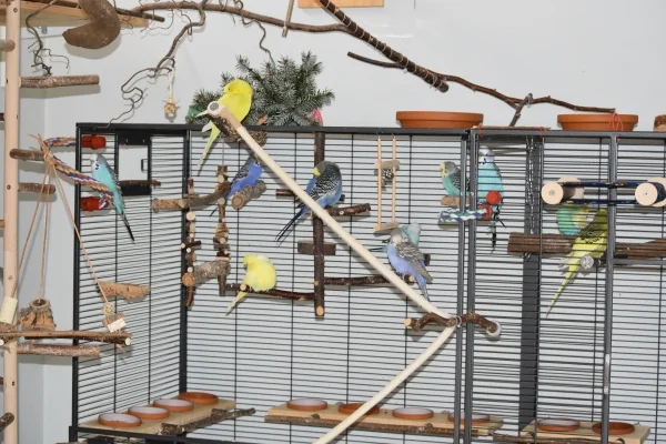 Wellensittich-Bild: 11 Wellis halten im Käfig Siesta oder betreiben Gefiederpflege. Nur Snow und Niko sitzen auf der anderen Zimmerseite.