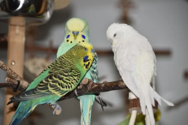 Wellensittich-Bild: Hansi und Niko ... beide möchten Snow als Partnerin