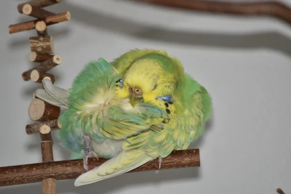 Wellensittich-Bild: Cleo bei der Gefiederpflege
