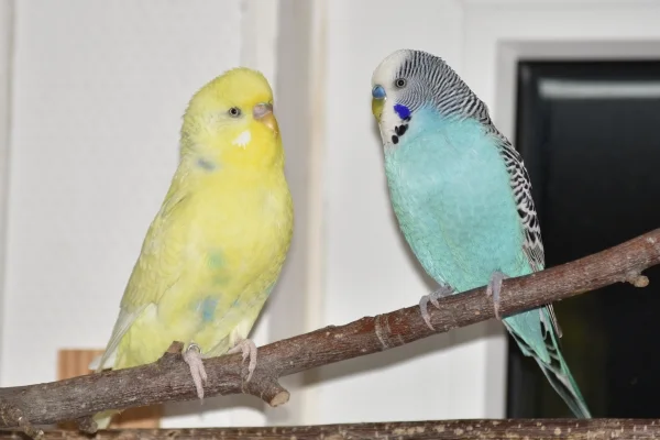 Wellensittich-Bild: Sheldon und Benno sind schon am Balzen