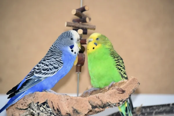 Wellensittich-Bild: Jerry und Hermine verstehen sich gut und balzen immer mal.